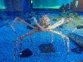 Something Freaky; Giant Spider Crabs, Osaka Aquarium
